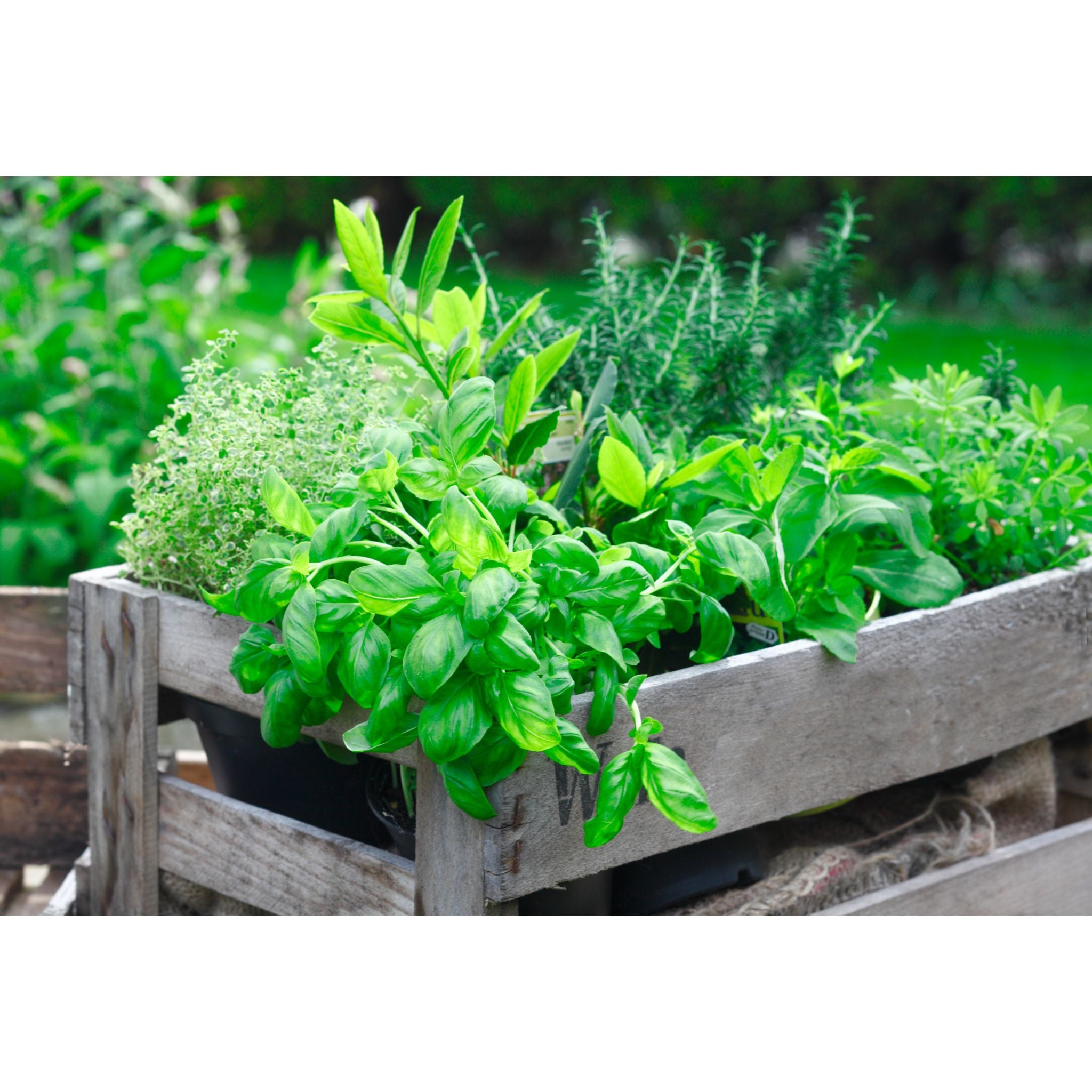 herbs of basil, rosemary and lavender n the garden