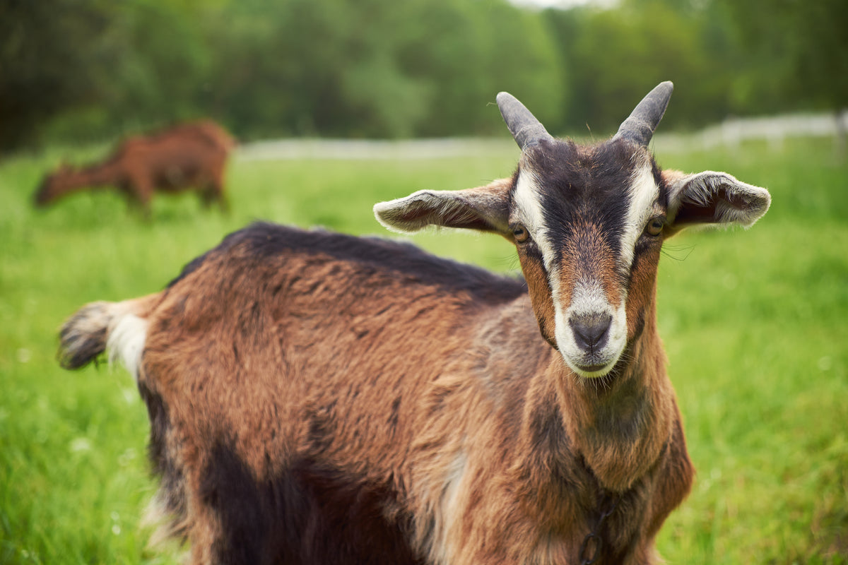 Local ojai goats for goat milk soap