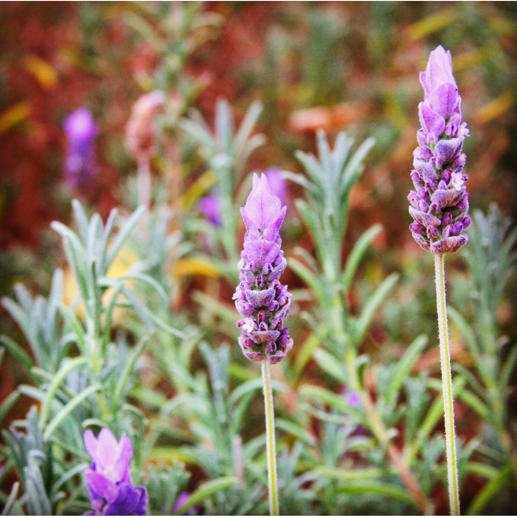 Lavender Essential Oil Hydrolyzer Spray Shangri-La No.9 Blend with Orange, Rosemary & Sage