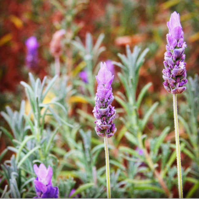 Wild lavender growing on the local farms
