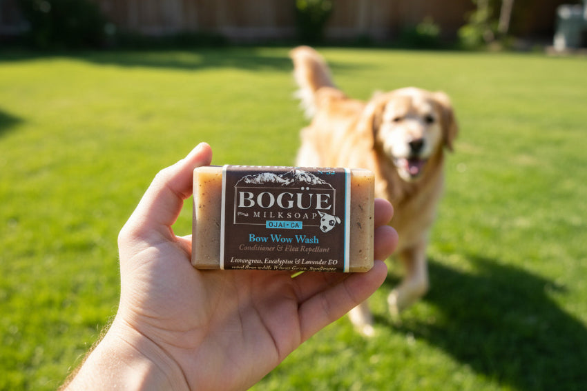 handmade dog soap in hand with happy dog