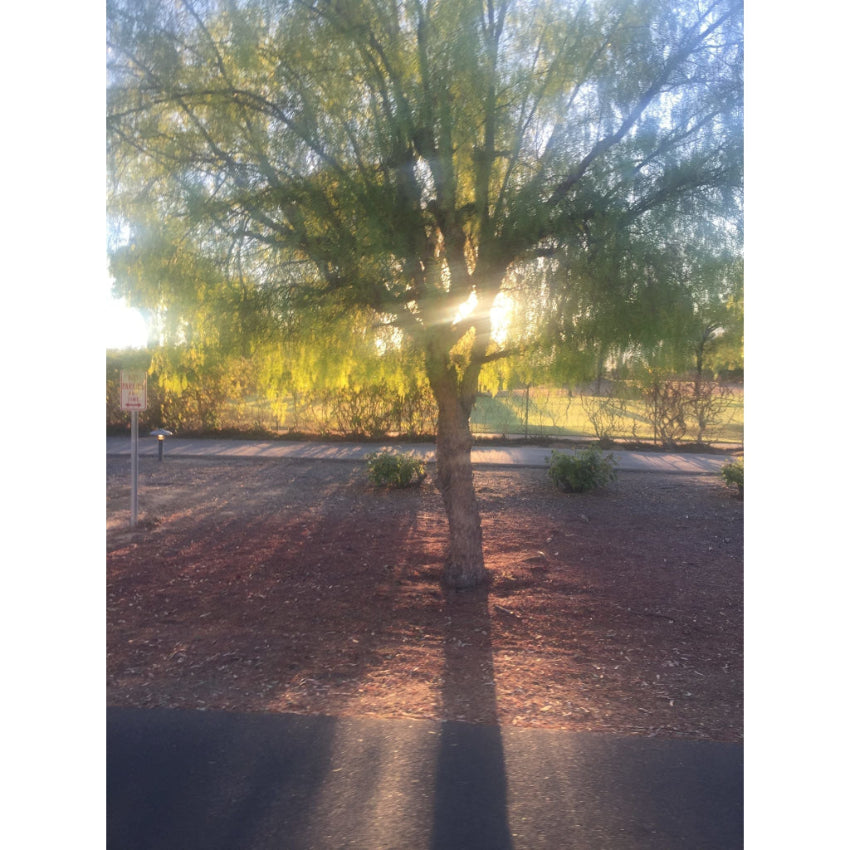uplifting sunshine in Ojai where bogue milk soap is made