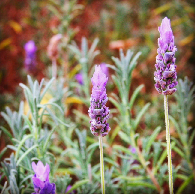 lavender botanicals and essential oils
