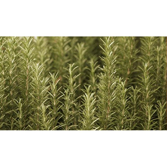Wild rosemary on local Ojai farm