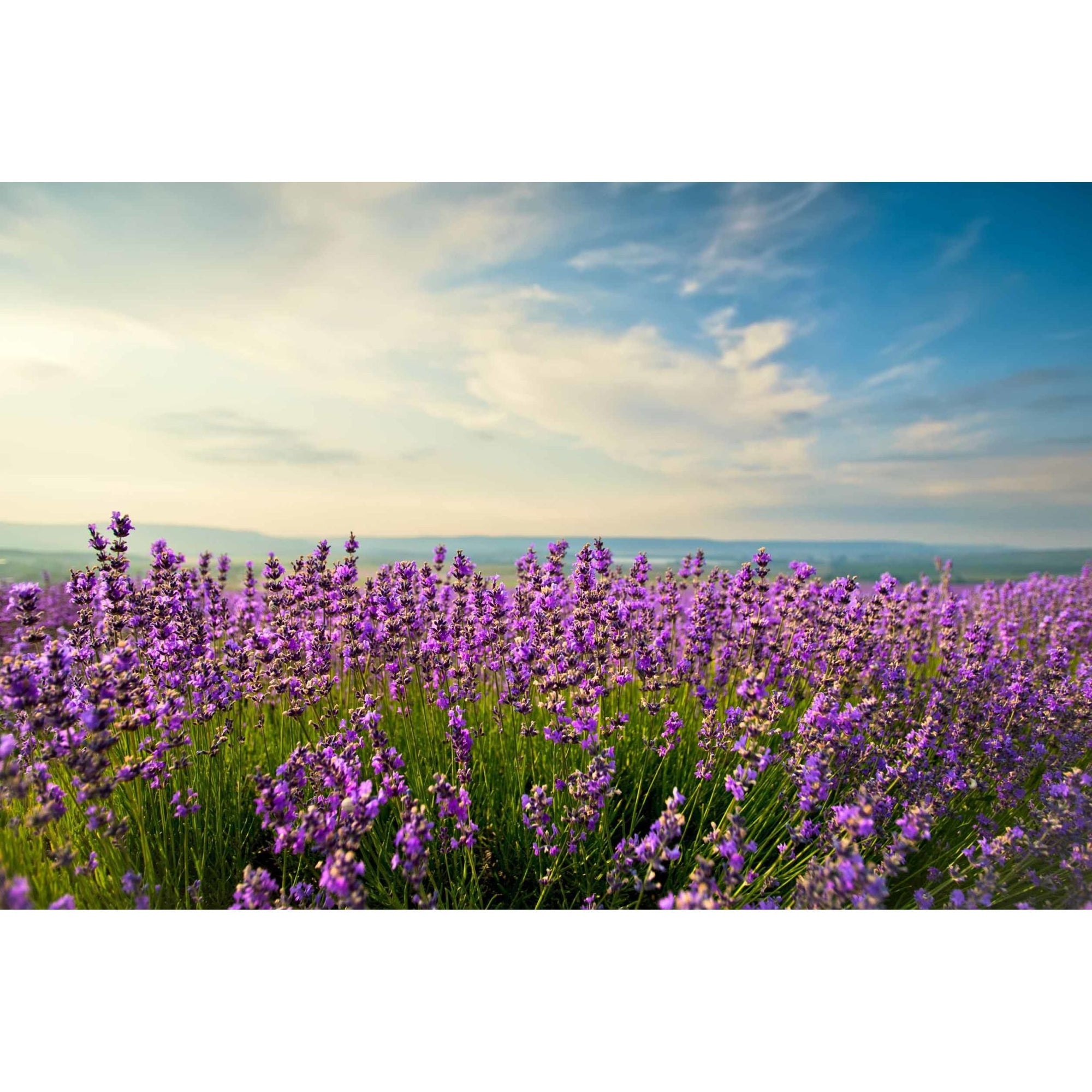 Ojai Pure Essential Oil Hydrolyzer Spray No.6 Walk in Ojai blend