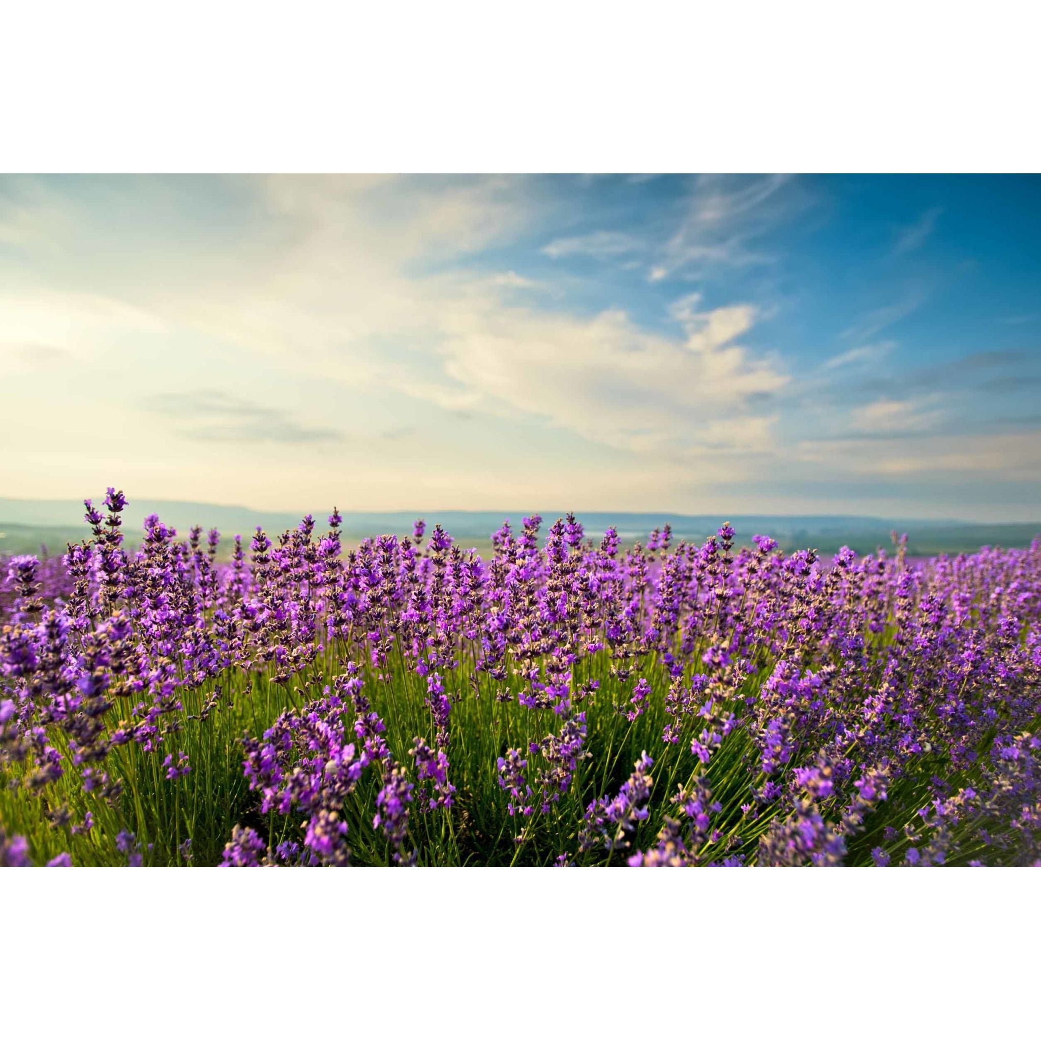 Ojai Pure Essential Oil Hydrolyzer Spray No.6 Walk in Ojai blend