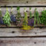 Herbs drying on the wooden barn in the garden